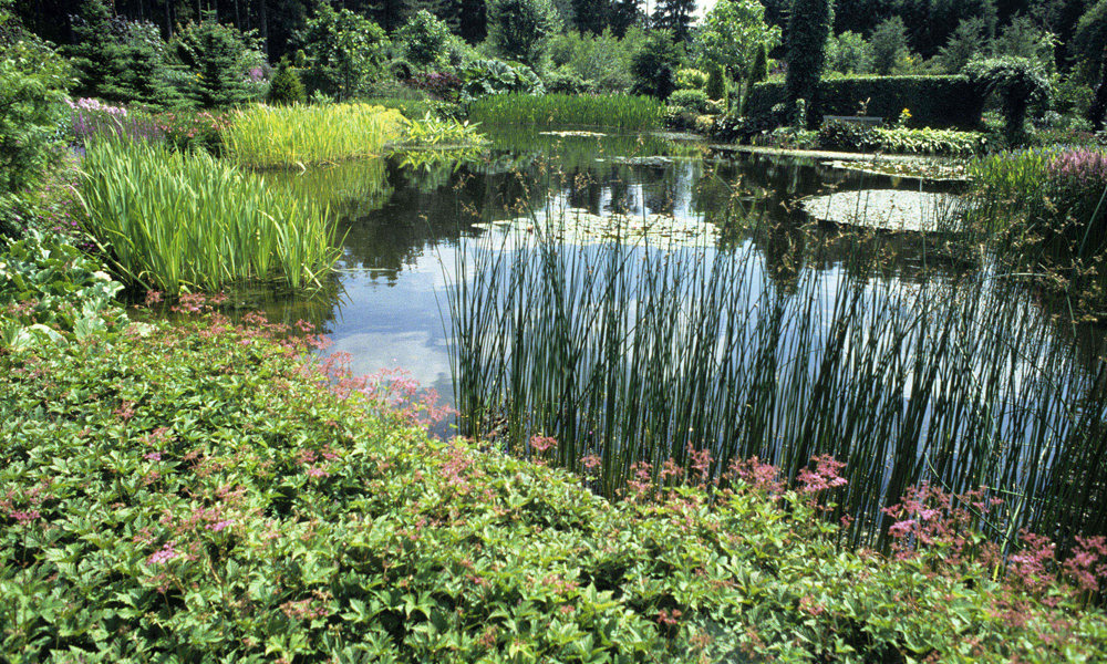 2002 Vijver Met Rijke Plantengroei Herselt Kopie