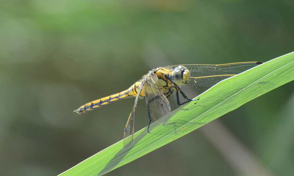2402 Orthetrum Cancellatum
