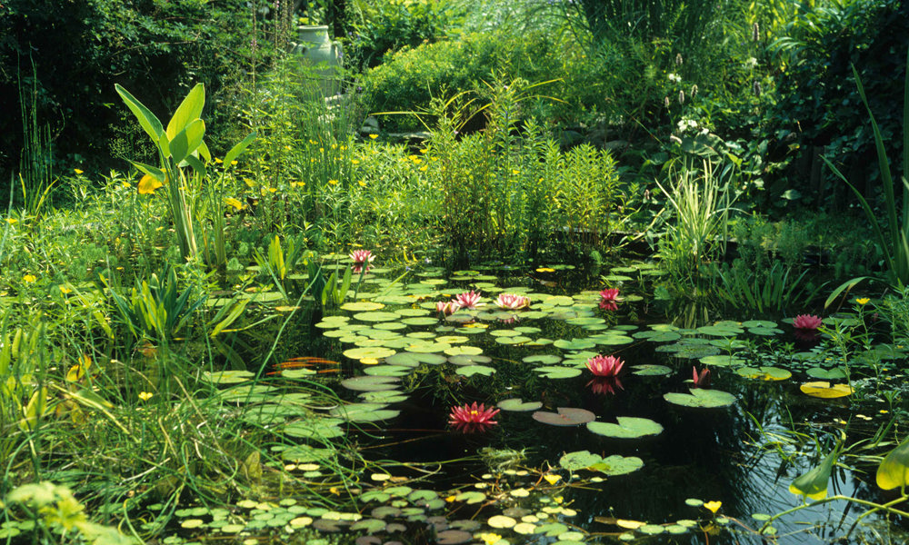 Zomervijver met lelies