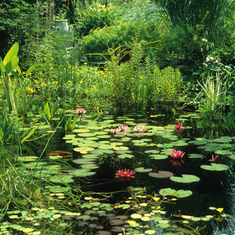 Zomervijver met lelies