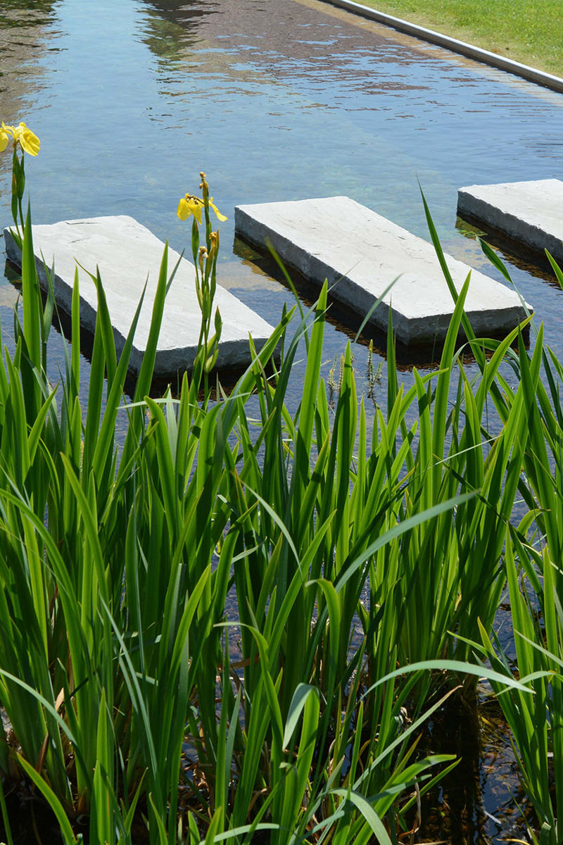 1202 Zwemvijver Irissen 12