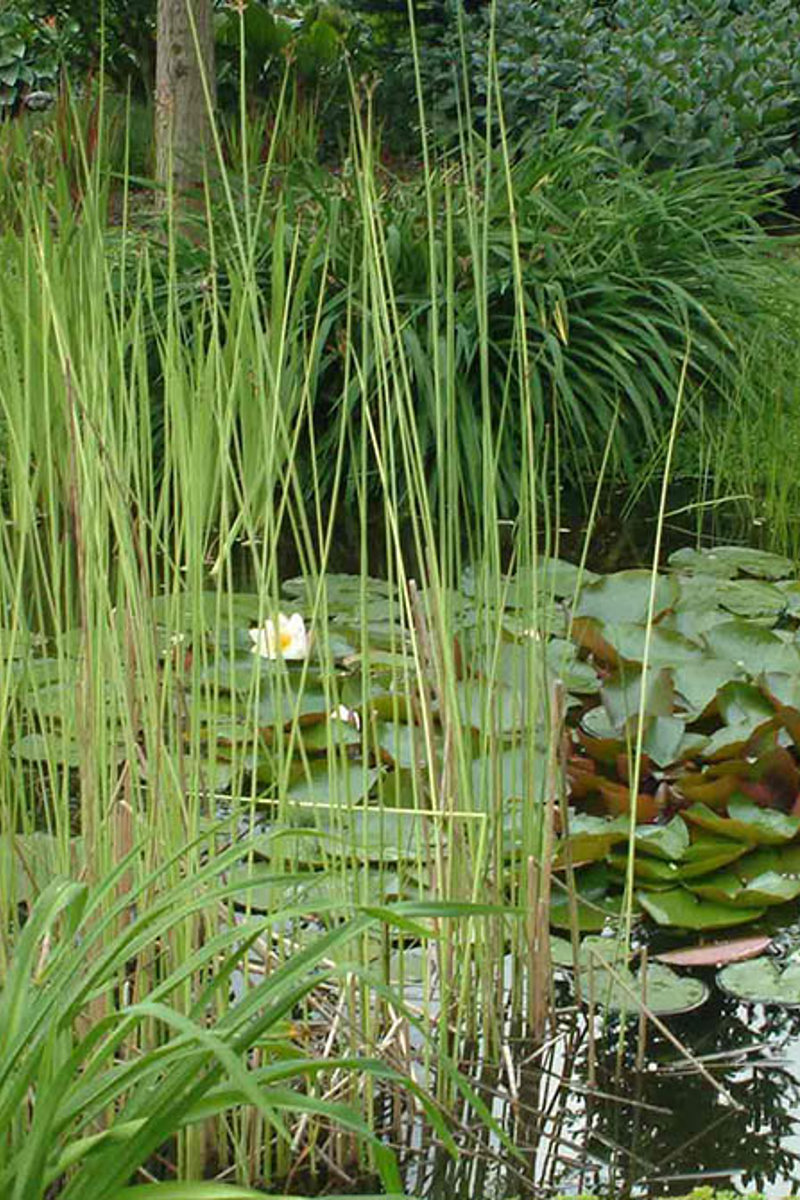 Plantenvijver Niervorm 3 Kopie