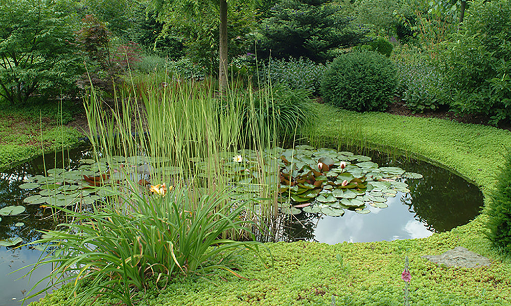 1802 Plantenvijverdscf3664