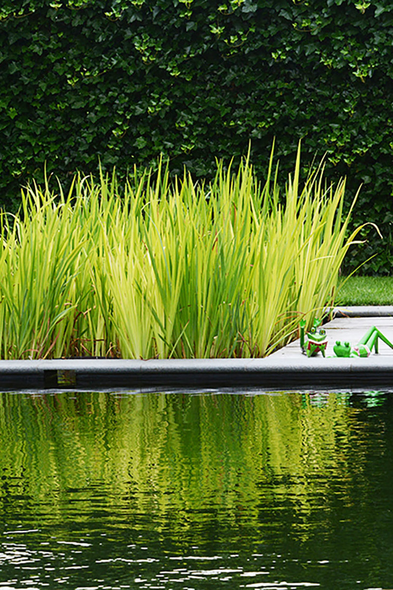 Zwemvijver met kikkers