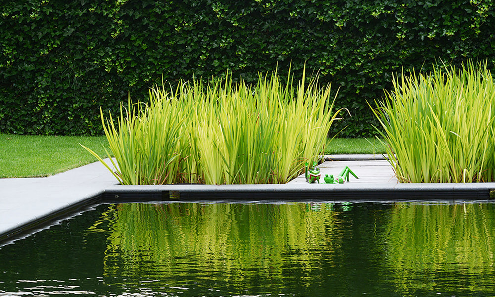 Zwemvijver met kikkers