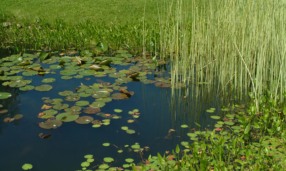 2301 Amfibievijver 0