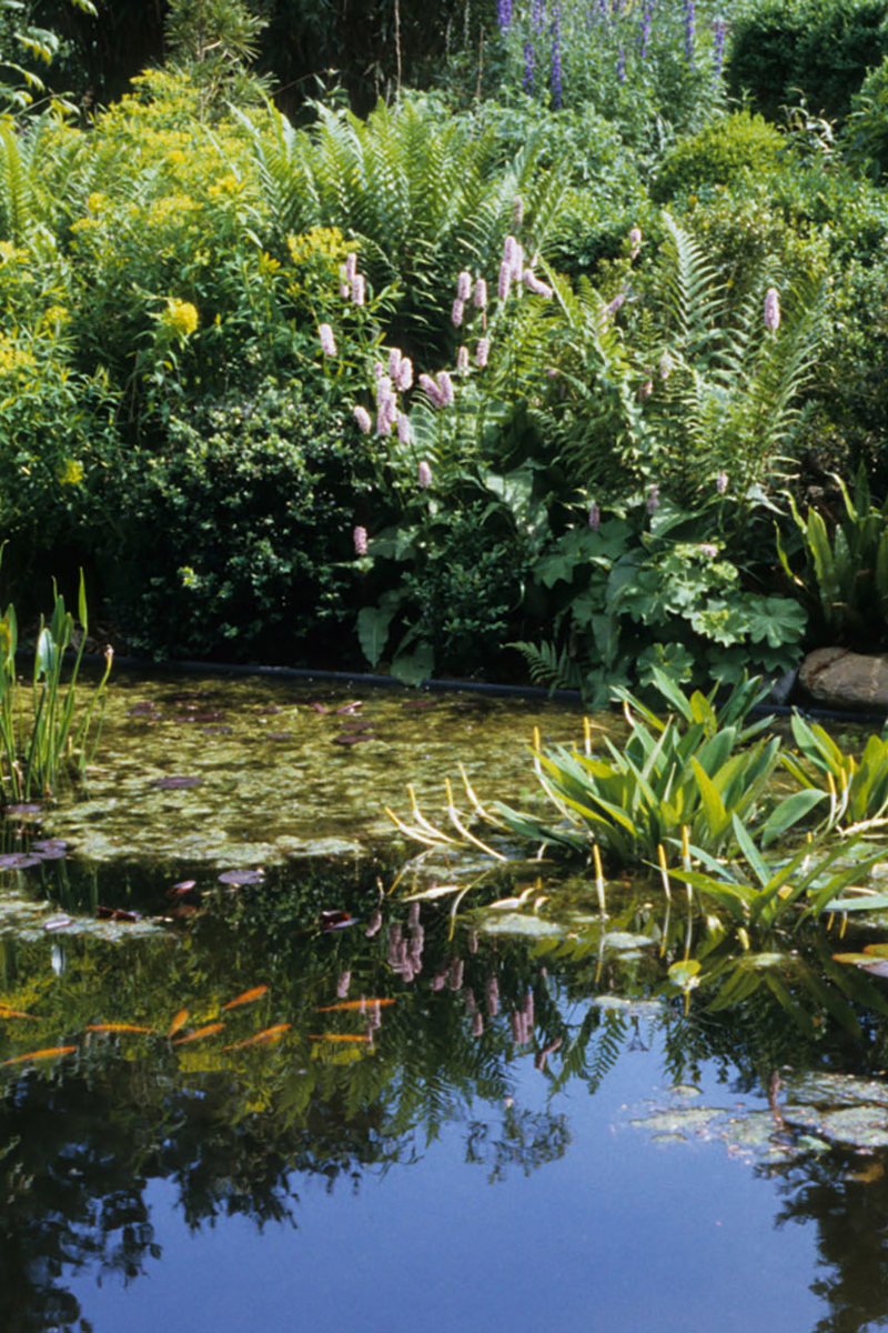 Medium Vijver Vissen Planten