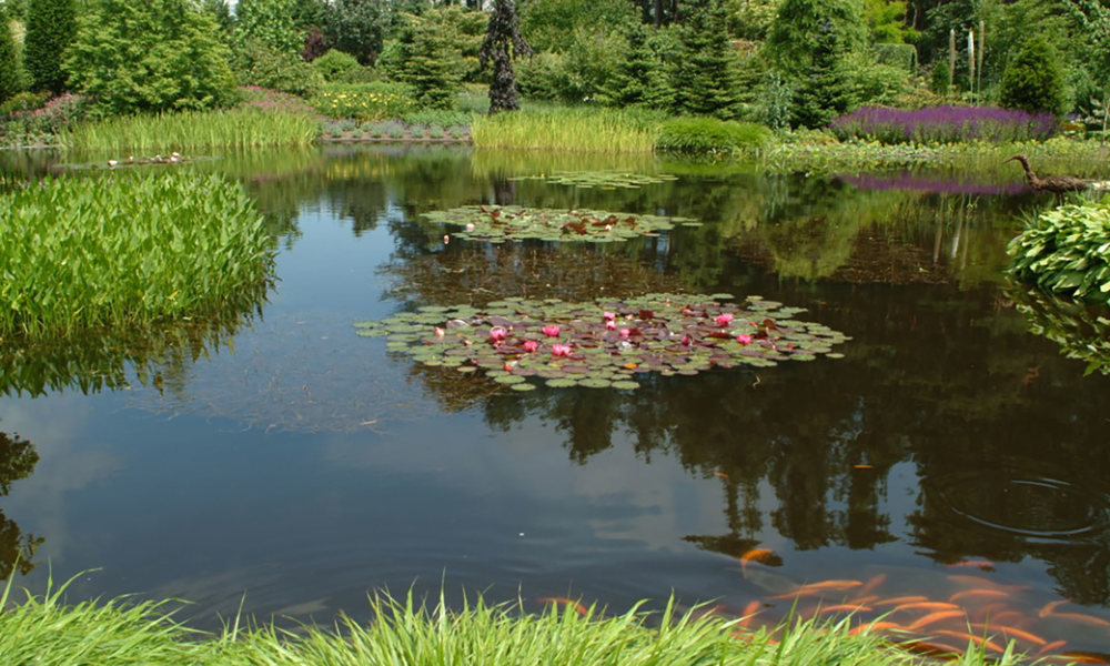 1801 Plantenvijverdscf3655