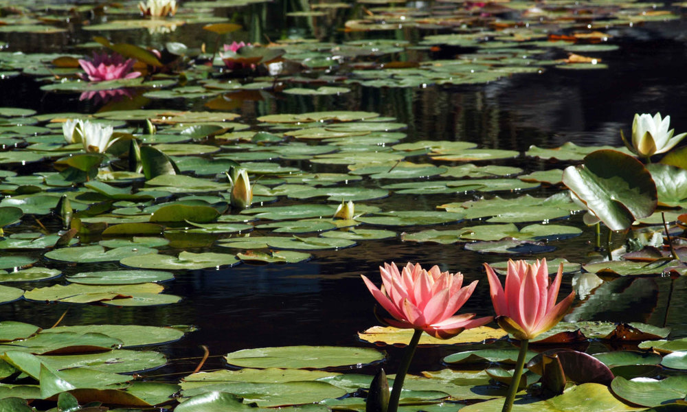 2102 Waterlelievijver 2