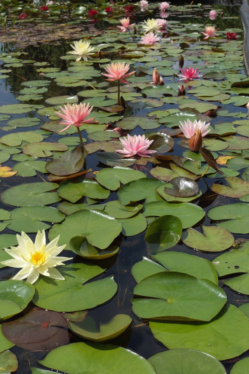 2103 Waterlelievijver Kopie