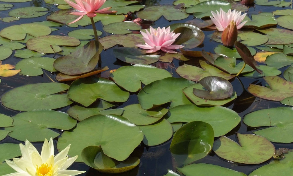 2103 Waterlelievijver Kopie