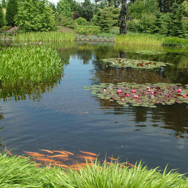 Siervijver Plantenvijver Groot
